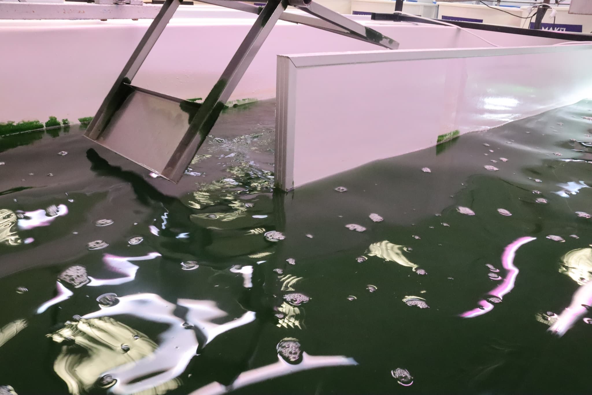 Alg Üretim Havuzları